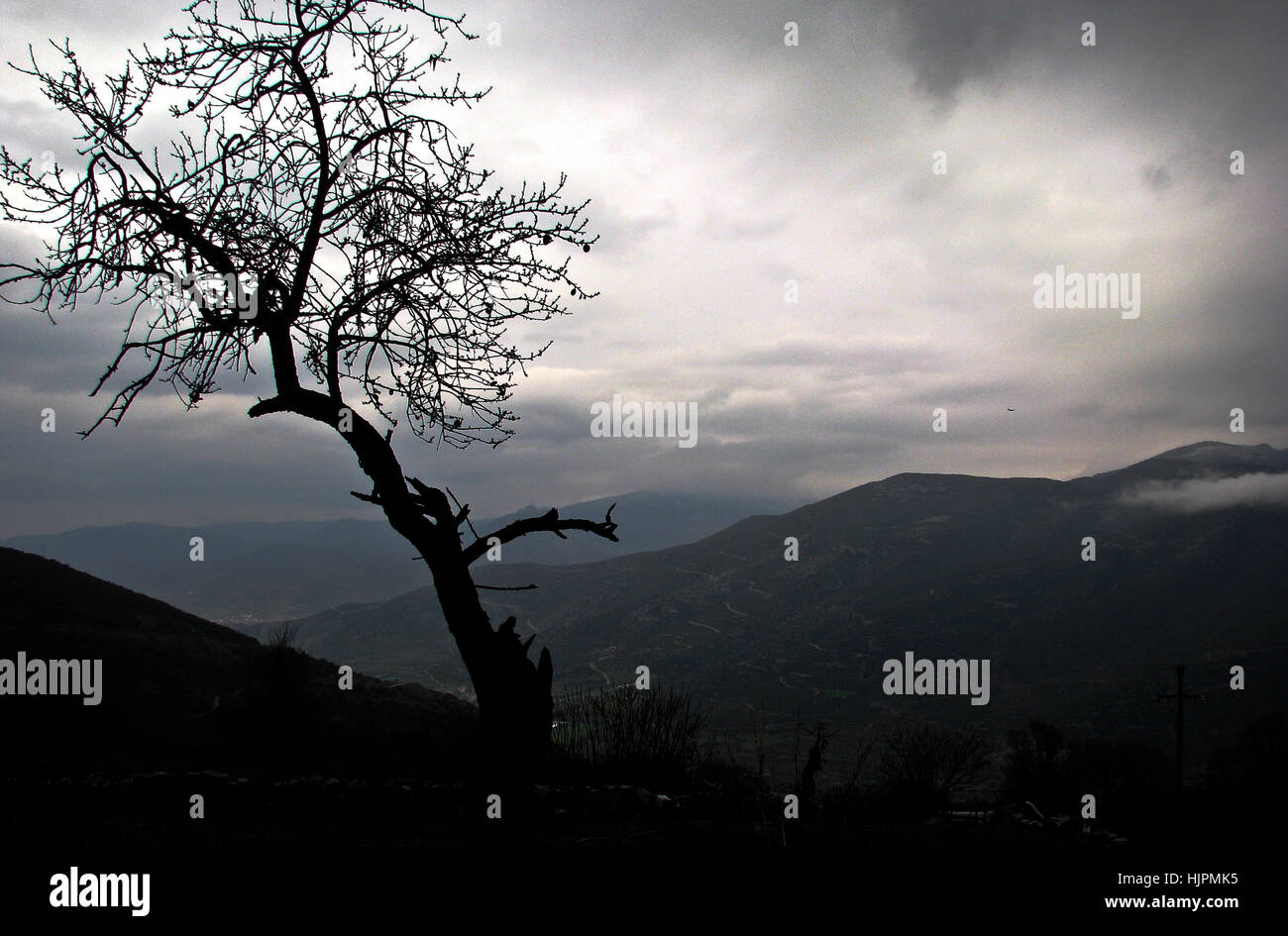 Baum-Silhouette und Berge, Ambelakia, Griechenland Stockfoto