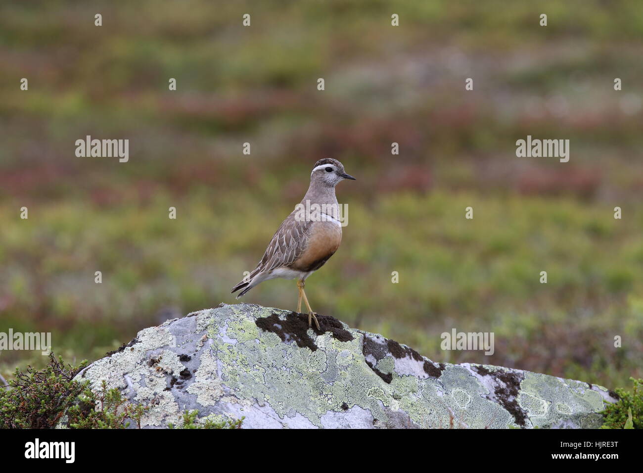 Eurasischer Dotterel, der auf der Tundra steht Stockfoto