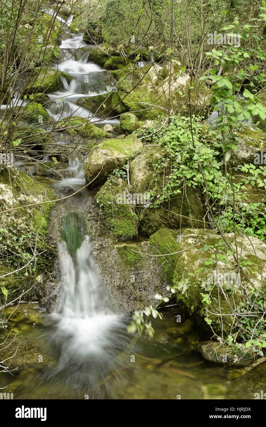 Cypress Grove von Fontegreca mit mehreren Bächen und Wasserfällen befindet sich in der Park-Nationale in den Matese Provinz Caserta in Kampanien Stockfoto