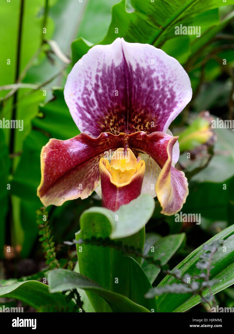 Blüte, Blüte, gedeihen, Blüte, Blume, Blumen, Pflanze, Blütenblätter, Stockfoto