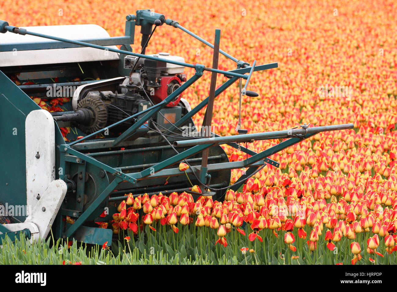 Tulpenfeld in den Niederlanden Stockfoto