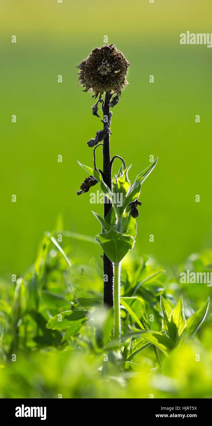 Braun, bräunlich, Brünette, neu, Landwirtschaft, Landwirtschaft, Feld, Blume, Sonnenblume, Stockfoto