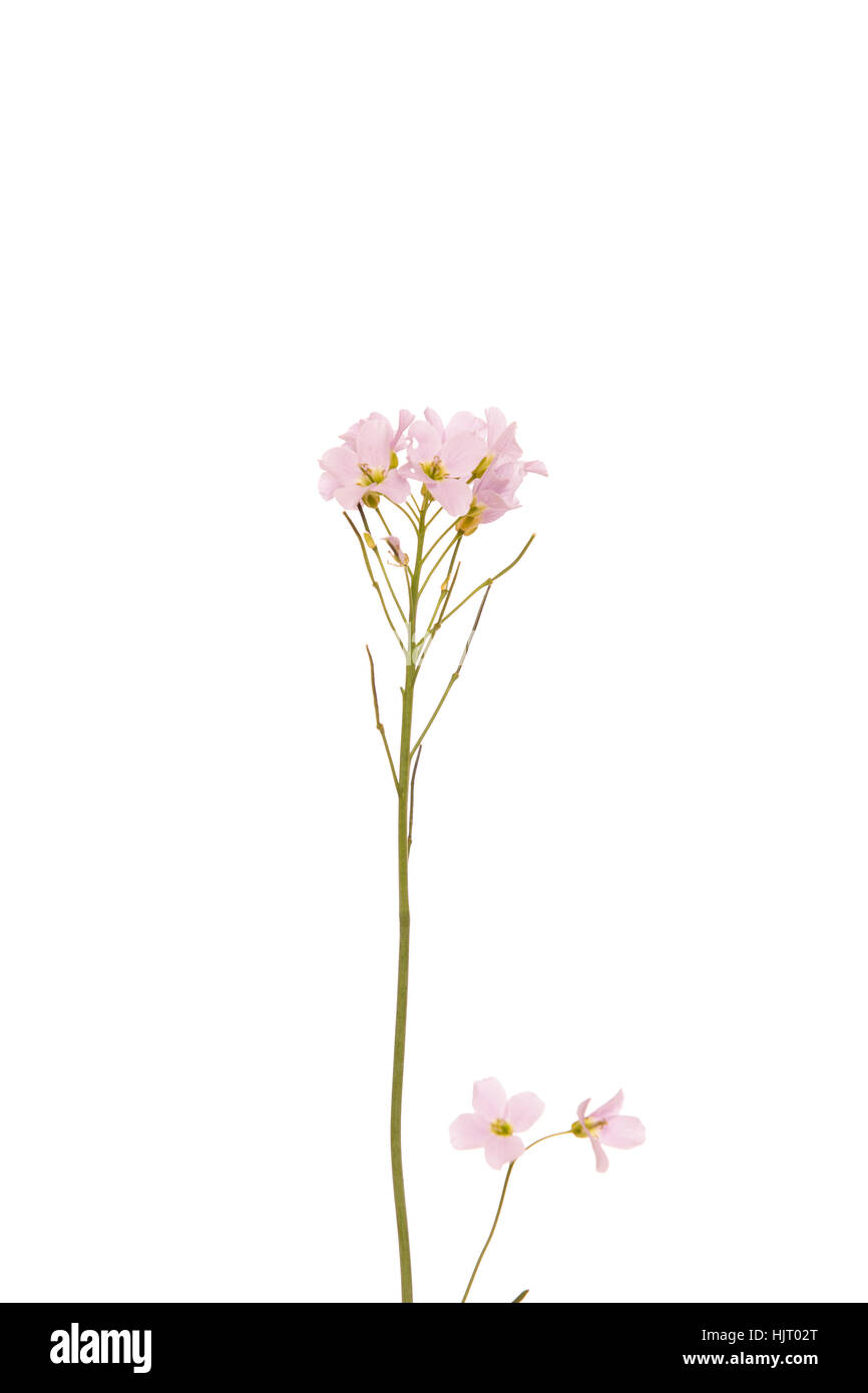 Rosa wilde Blume isoliert auf weißem Hintergrund Stockfoto