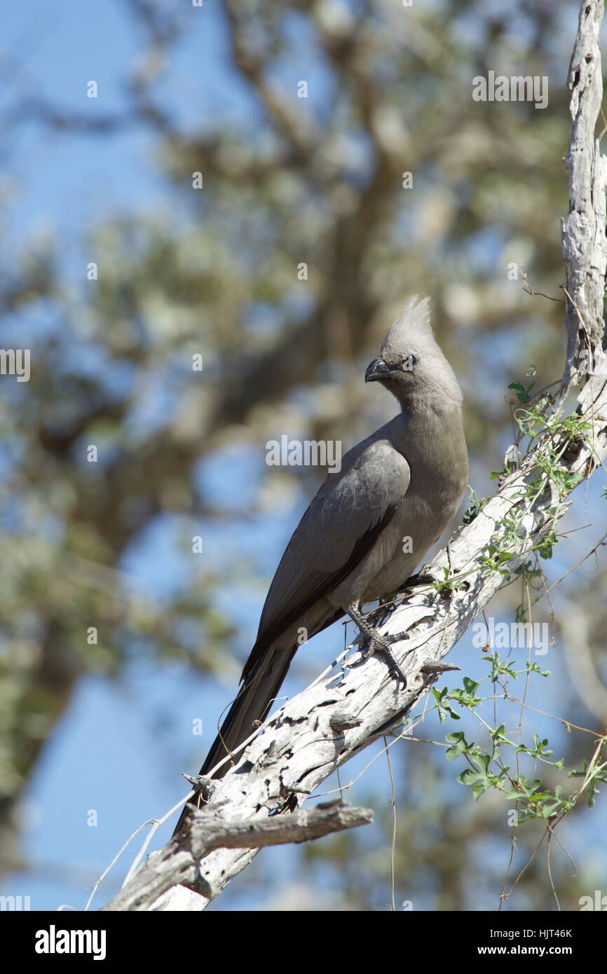 Go-Away Vogel grau hocken auf einem abgestorbenen Baum Stockfoto