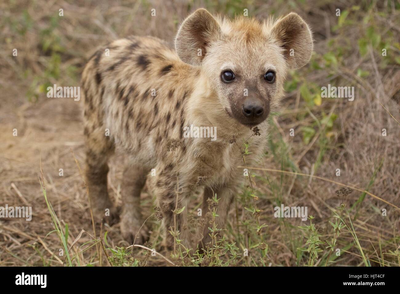 Gefleckte Hyäne Cub in der Nähe seiner Höhle Stockfoto