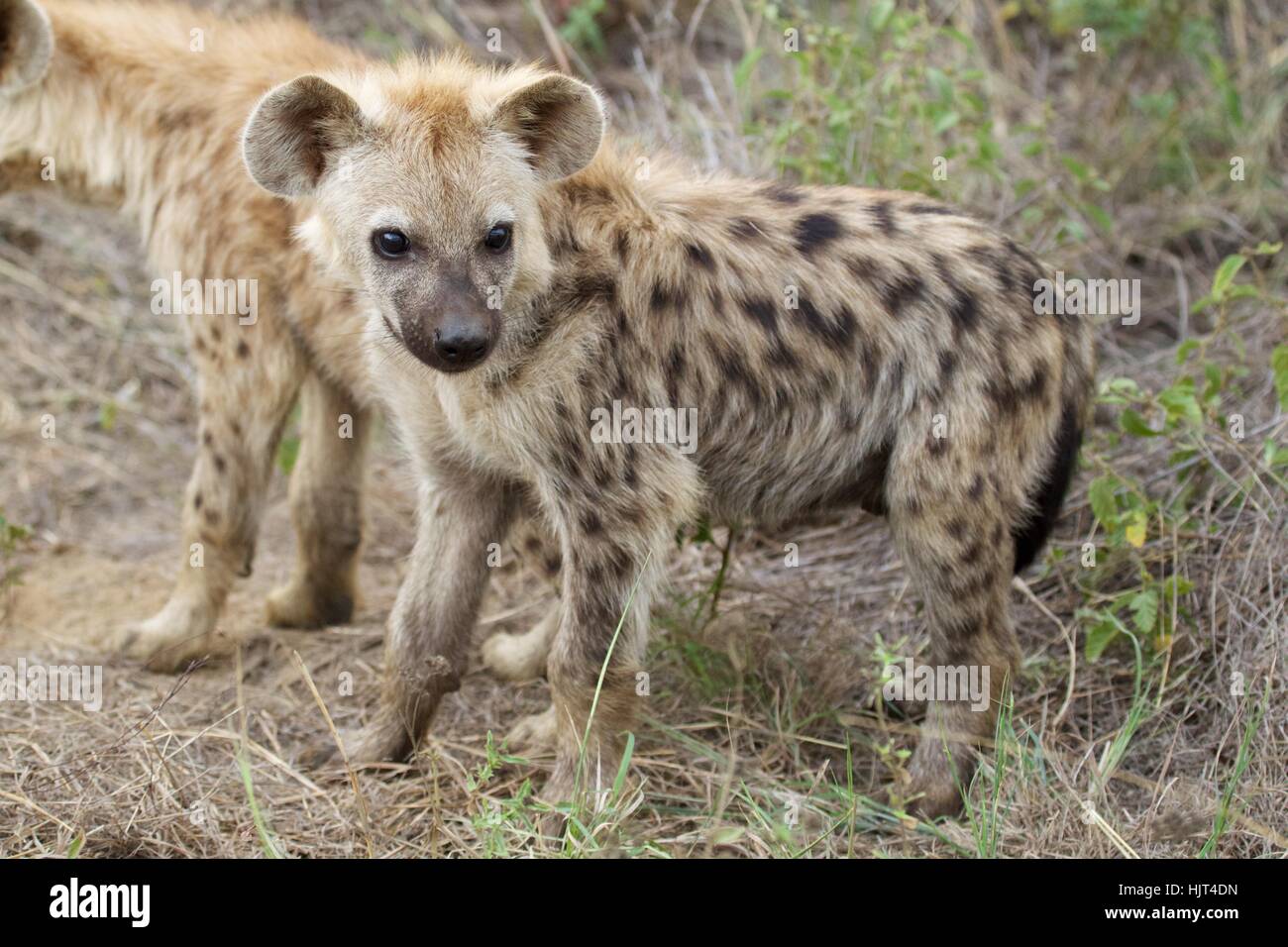 Gefleckte Hyäne Cubs in der Nähe ihrer Höhle Stockfoto