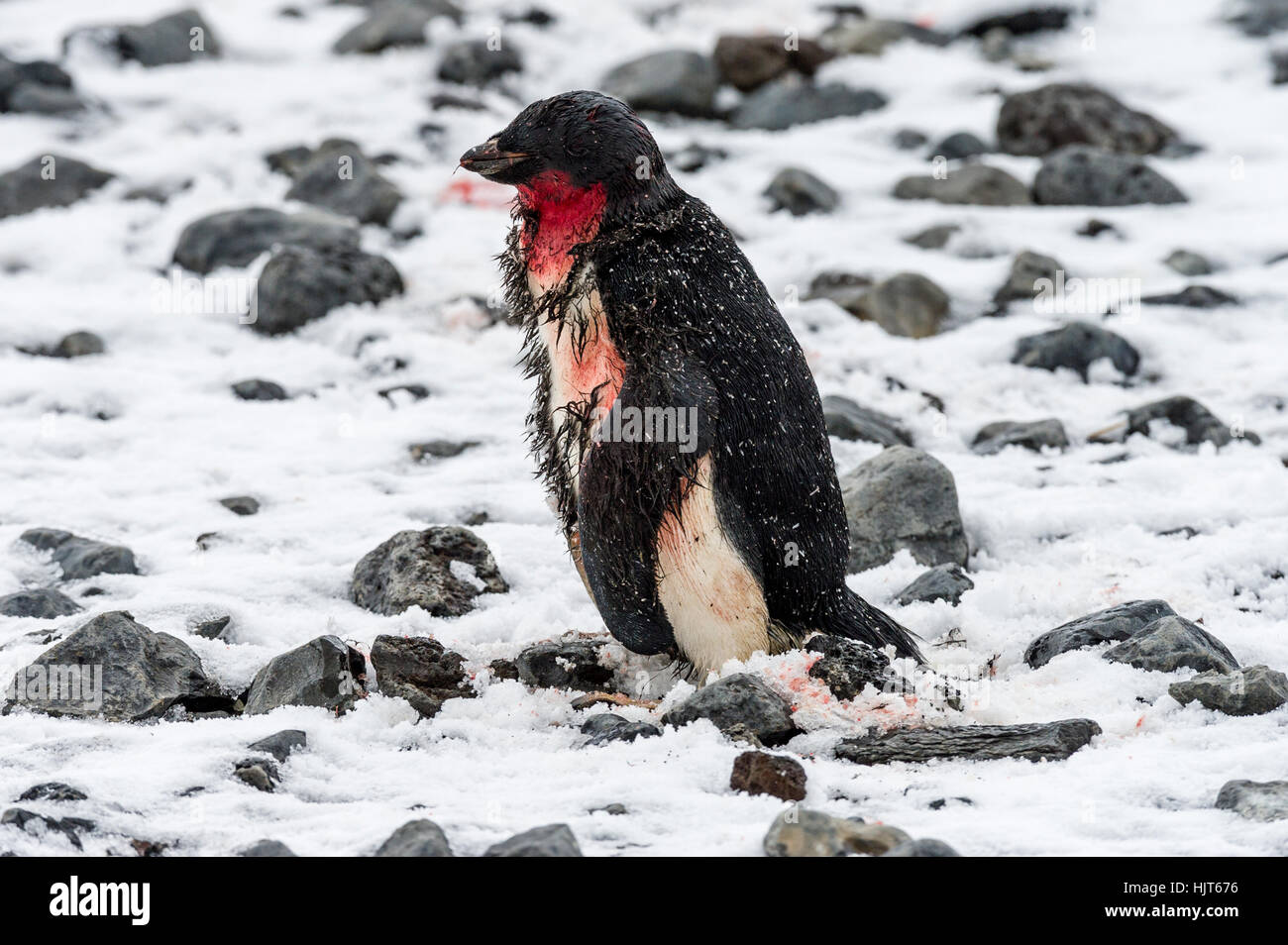 Ein Adelie Pinguin Blutungen aus Verletzungen erlitt es durch bewegte Eis an Land kommen. Stockfoto