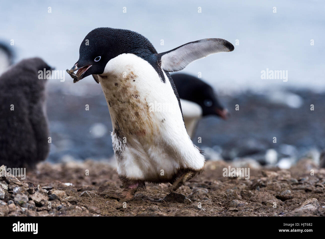 Ein Adelie Pinguin stiehlt einen Stein von einem anderen Pinguin, das Nest zu machen. Stockfoto