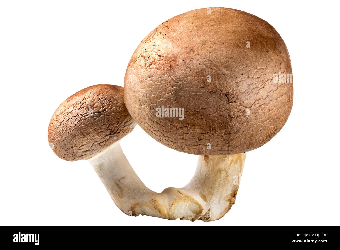 Zwei braune Pilze perfekt isoliert auf weißem Hintergrund Stockfoto
