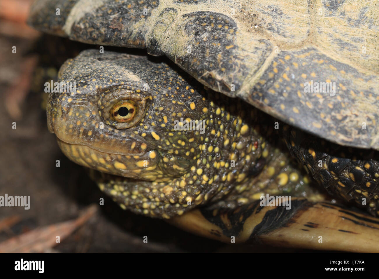 Gefleckte freshwater Turtle Nahaufnahme im freien Stockfoto