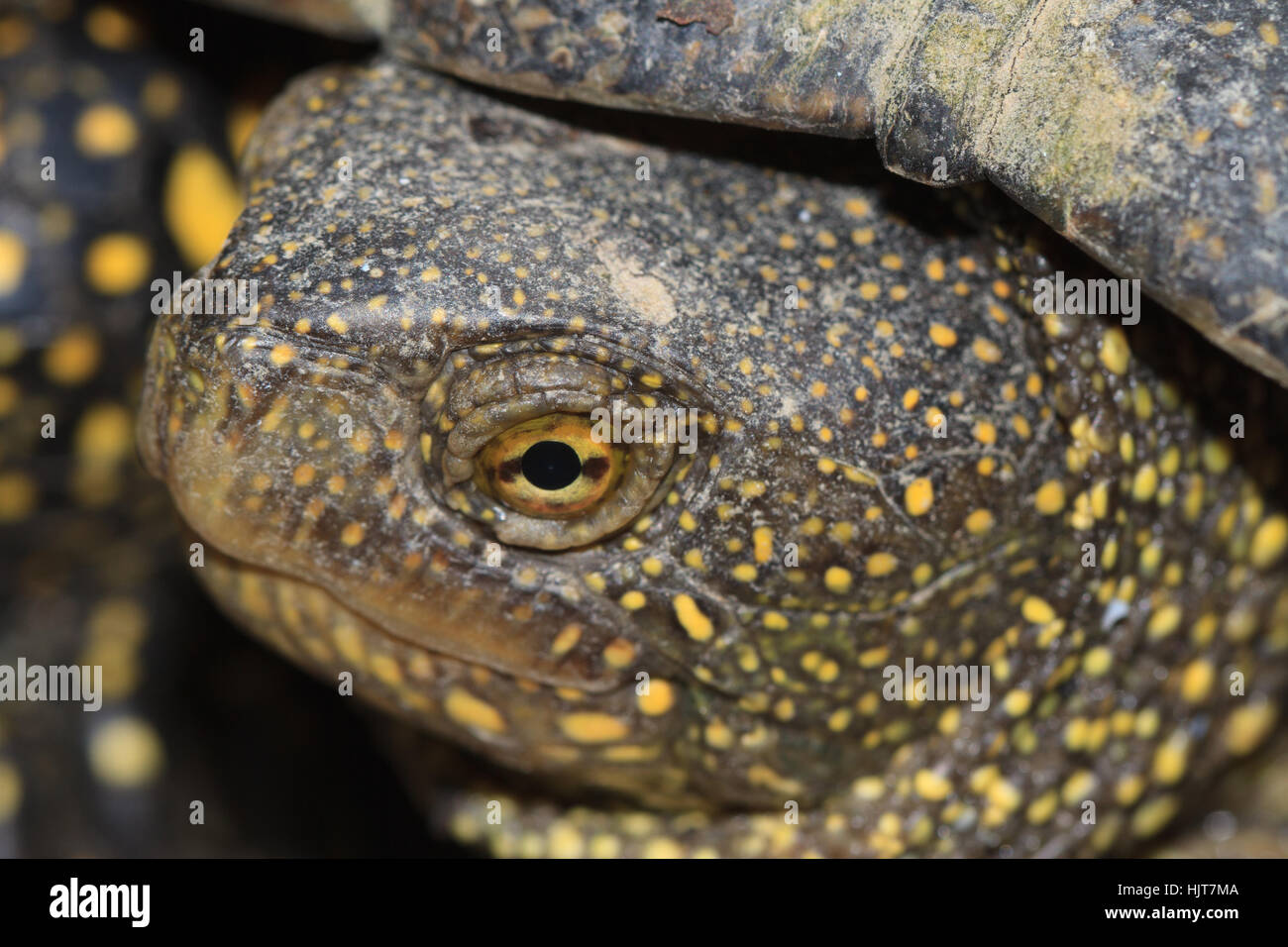 Kopf entdeckt freshwater Turtle Nahaufnahme im freien Stockfoto