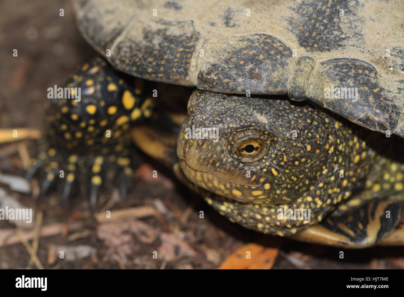freshwater Turtle mit gelben Flecken hautnah Natur Stockfoto