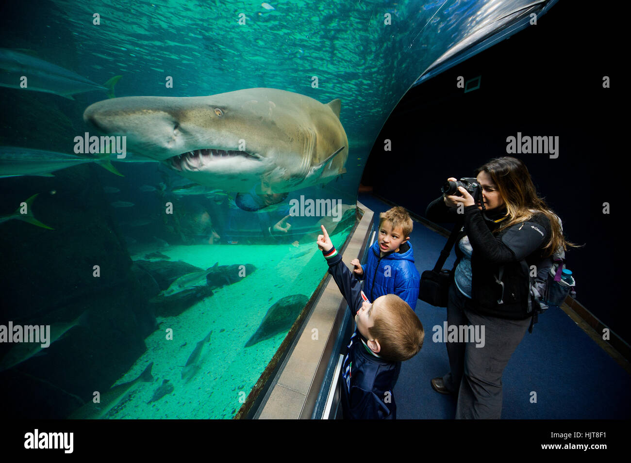 Besucher genießen die Ozean-Fauna an zwei Ozeanen Aquarium Cape Town, South Africa Stockfoto