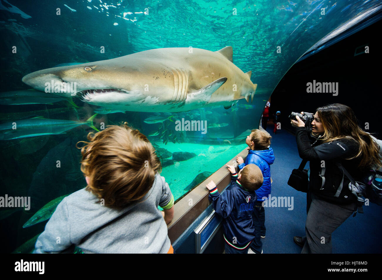 Besucher genießen die Ozean-Fauna an zwei Ozeanen Aquarium Cape Town, South Africa Stockfoto