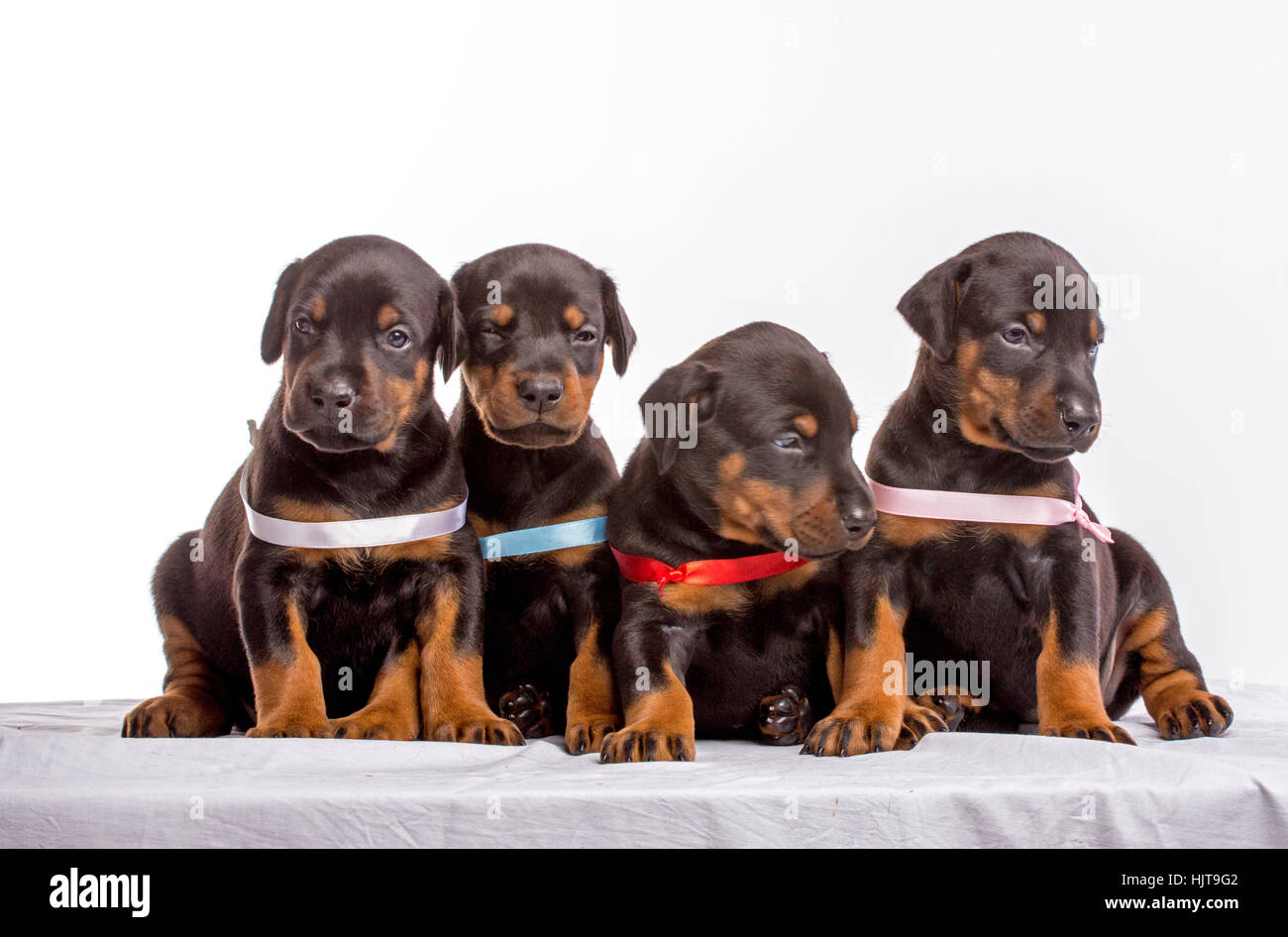 Gruppe der Dobermann-Welpen, isoliert auf weißem Hintergrund Stockfoto