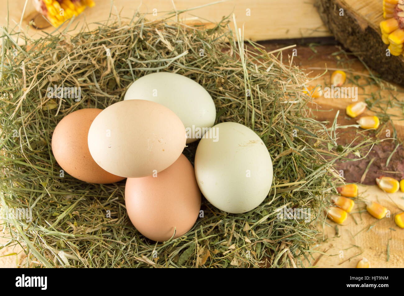 Reihe von rohe Hühnereier in einem nest Stockfoto