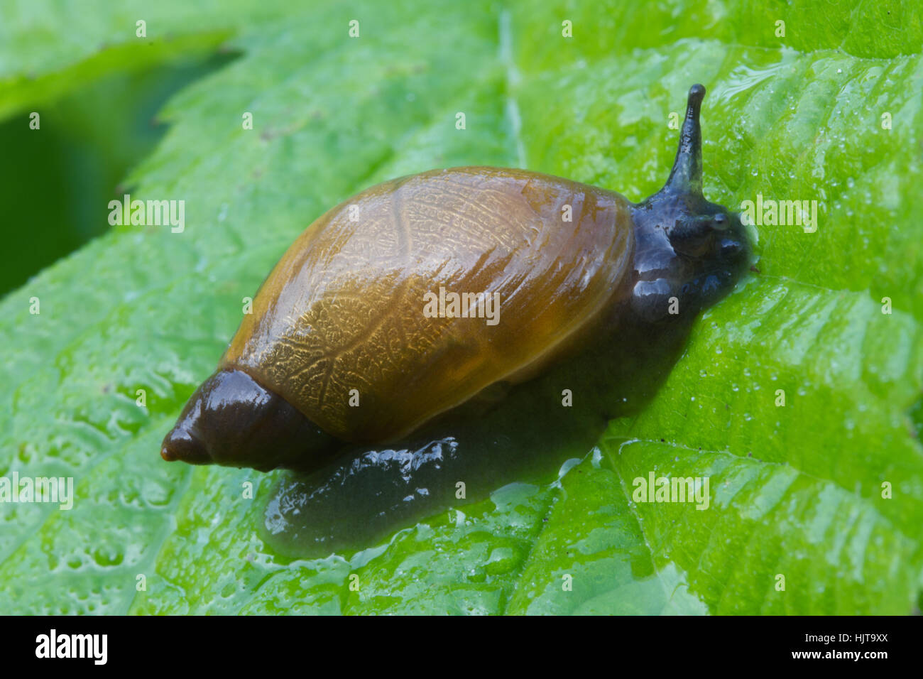 junge Burgund Schnecke auf grünes Blatt Makro Stockfoto