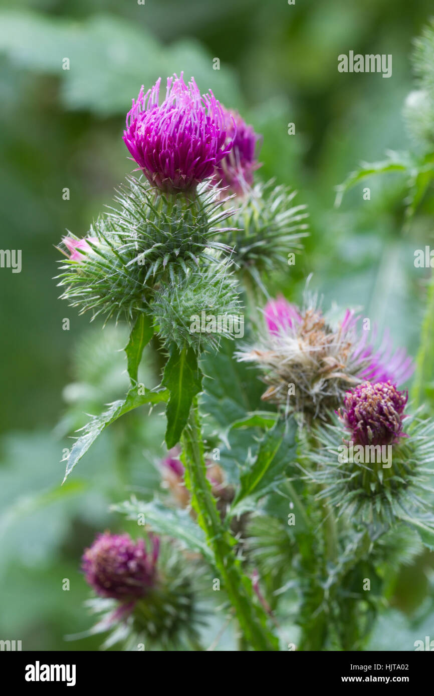 stachelige Distel blühenden Nahaufnahme Outdoor-vertikal Stockfoto