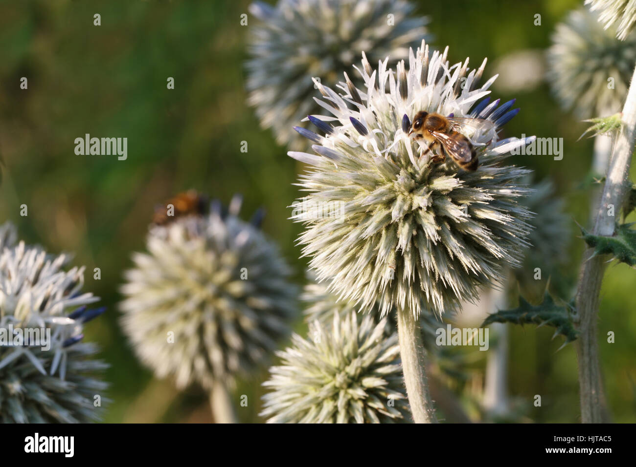 Blütenstand im freien Echinops horizontale hautnah. Stockfoto