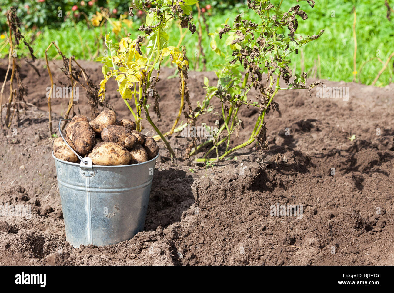 Kartoffeln in Metall-Eimer auf dem Feld in sonnigen Tag frisch gegraben Stockfoto