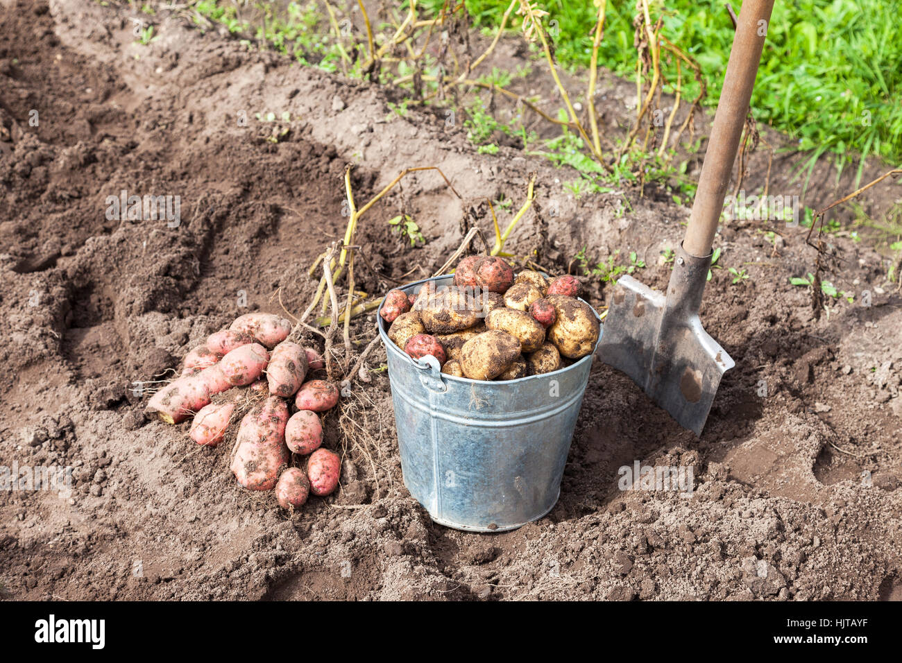 Frisch gegrabene Kartoffeln in Metall-Eimer und Schaufel auf dem Feld im sonnigen Tag Stockfoto