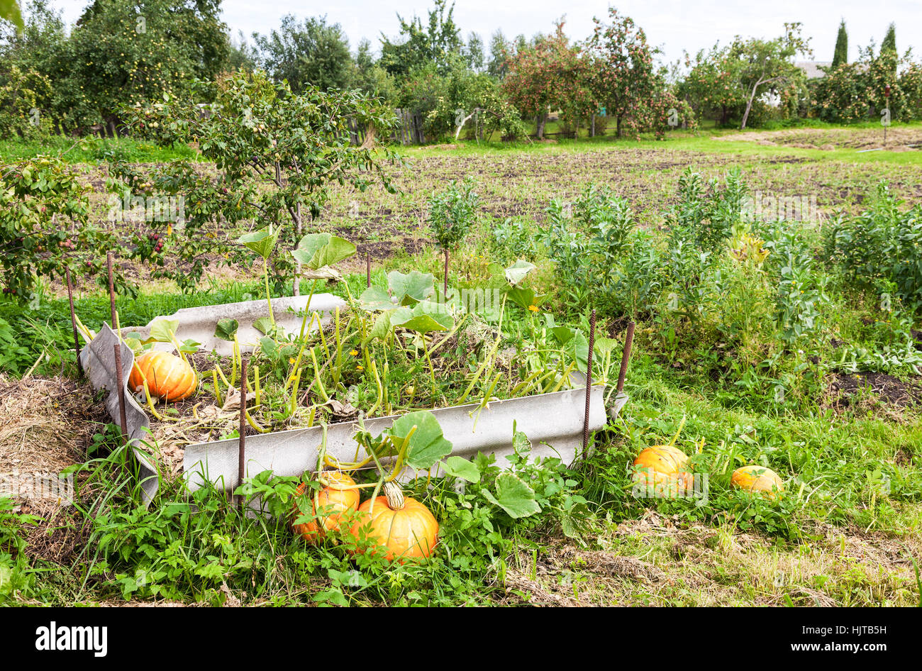 Orangefarbene Kürbisse mit großen grünen Blätter wachsen auf Gemüsebeet Stockfoto