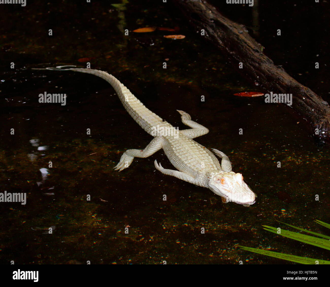 Eine junge Albino amerikanischer Alligator, Alligator Mississippiensis, schwimmen auf der Wasseroberfläche. Stockfoto
