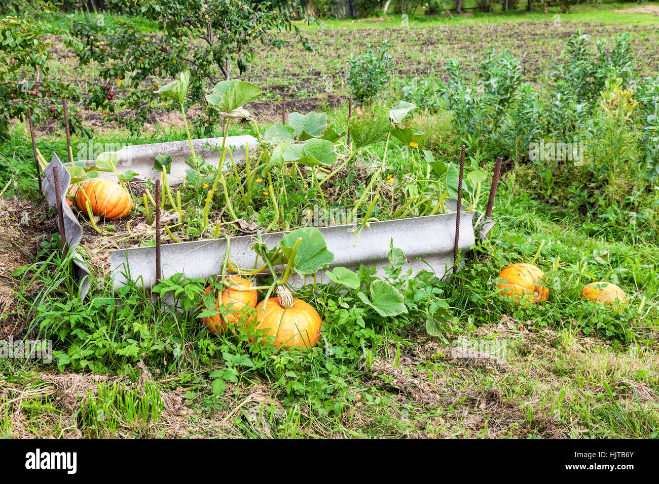 Orangefarbene Kürbisse mit großen grünen Blätter wachsen auf Gemüsebeet Stockfoto