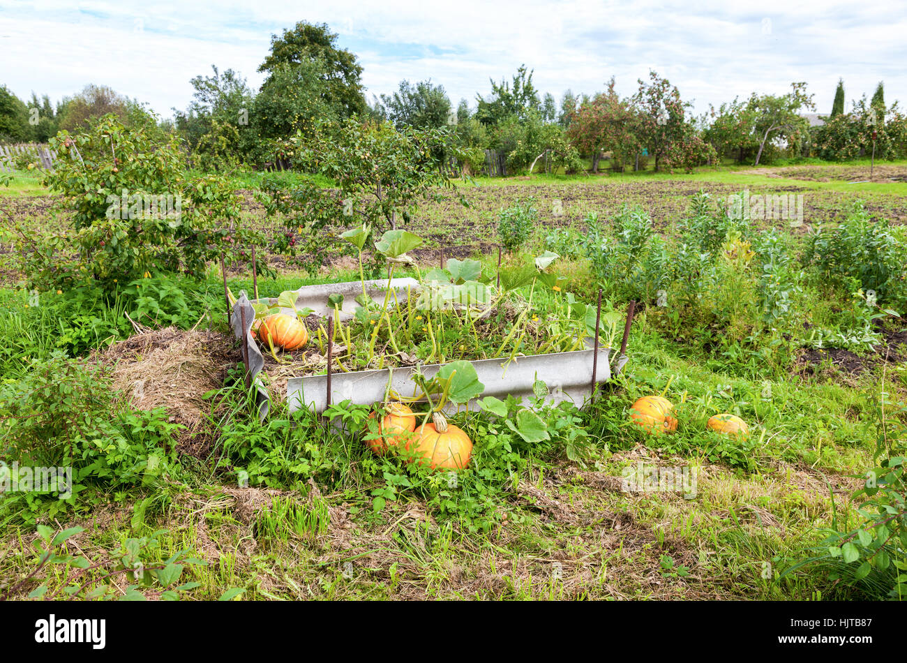 Orangefarbene Kürbisse mit großen grünen Blätter wachsen auf Gemüsebeet Stockfoto