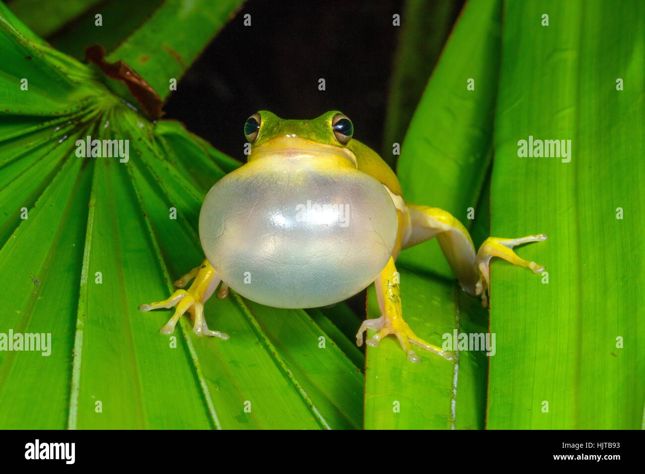 Eine amerikanische grüner Laubfrosch, Hyla Cinerea, rief in der Nacht, einen Partner zu gewinnen. Stockfoto