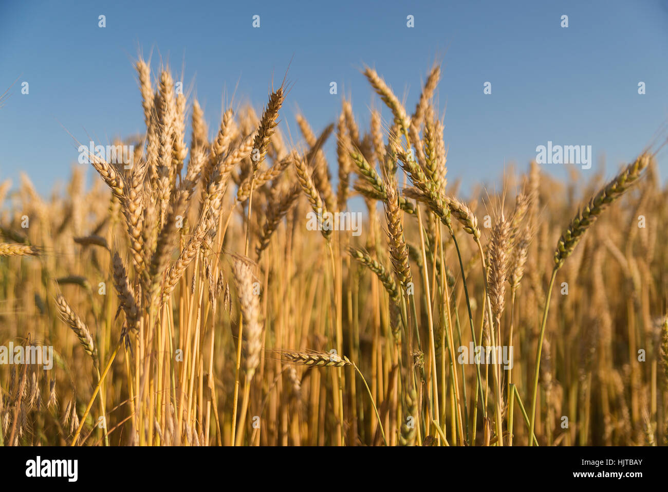 Ähren wachsen auf einem Bauernhof-Feld Stockfoto