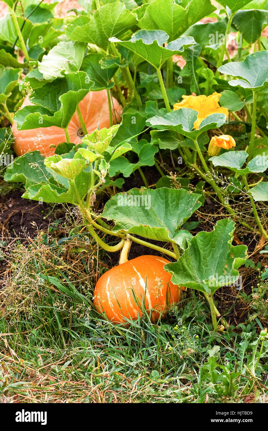 Orange Kürbis mit großen grünen Blätter wachsen auf Gemüsebeet Stockfoto