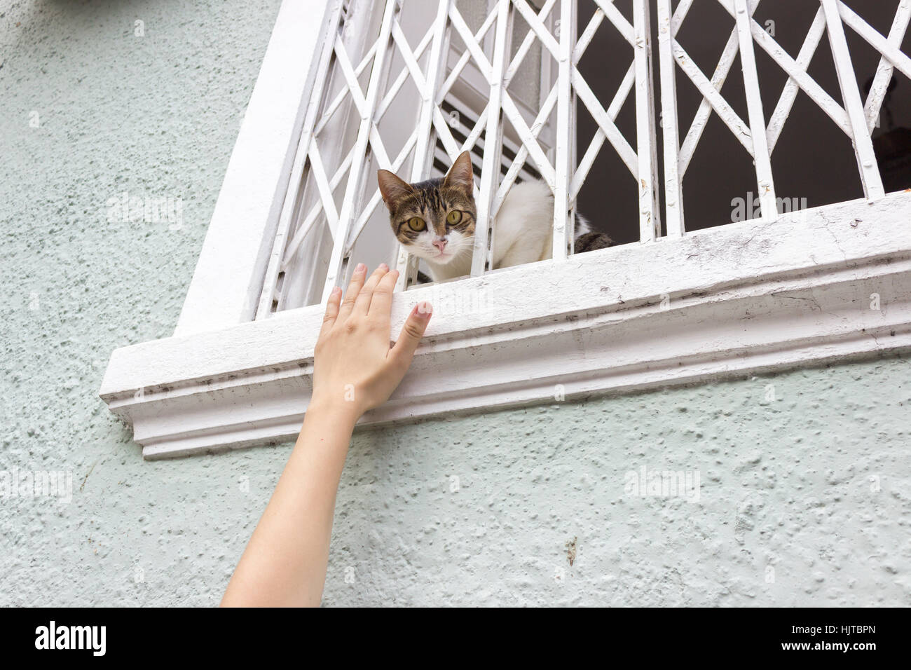 Kaukasische Person spielt mit Katze im Fenster Stockfoto