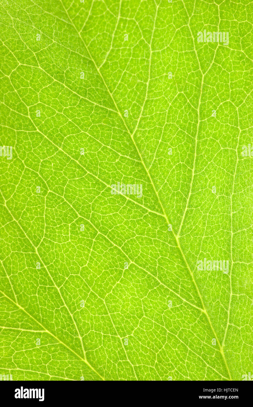 Detaillierten grünes Blatt Makro Hintergrund Textur vertikal Closeup Stockfoto