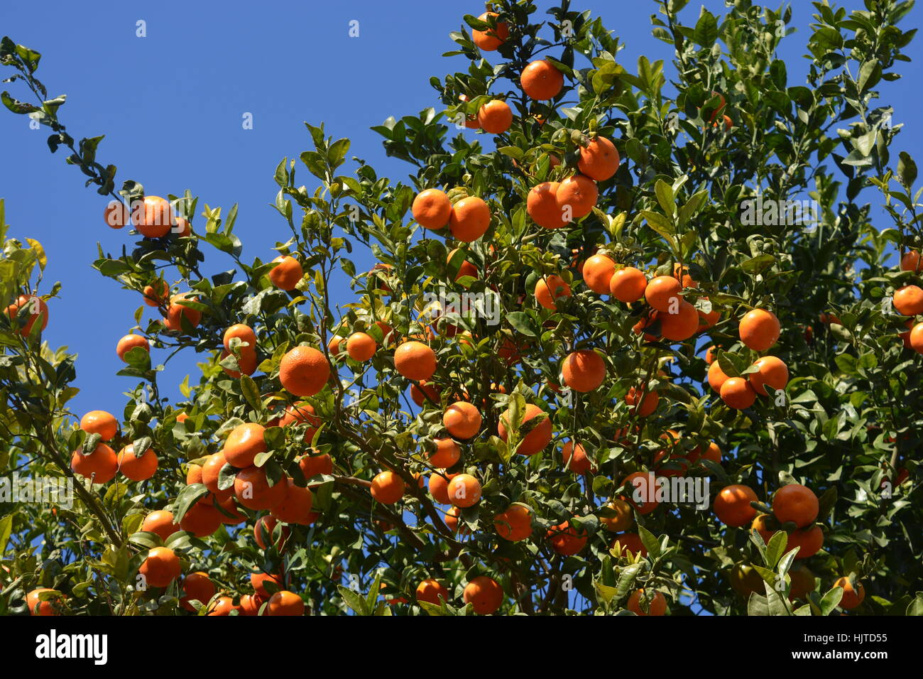 Clementine Orangen am Baum gegen blauen Himmel, reif und bereit für die Ernte Stockfoto