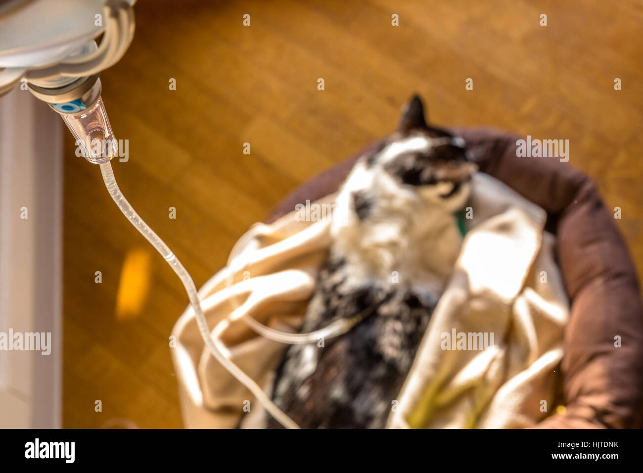 Die Infusion Katze Stockfotografie - Alamy