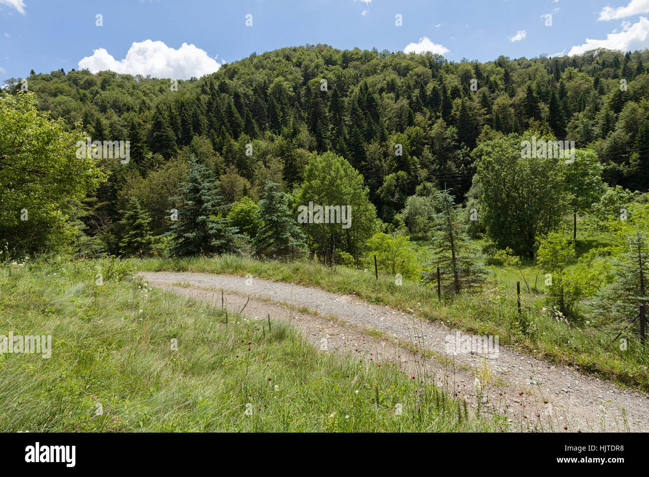 holprigen Feldweg durch den Wald, geringe Schärfentiefe Hinweis Stockfoto