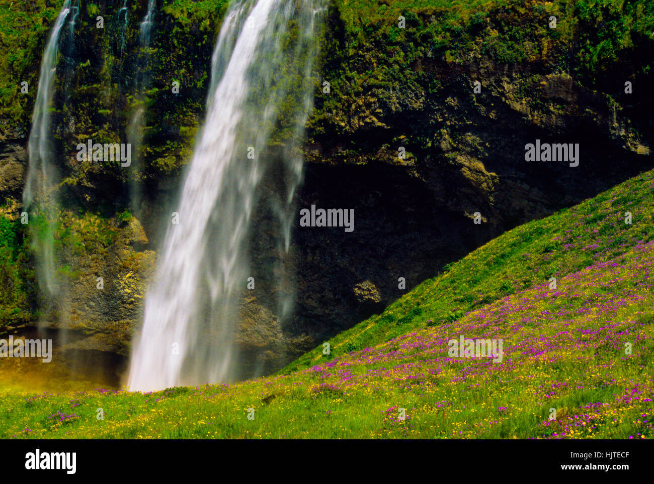Wasserfälle Seljalandsfoss fällt, Foss, mit Wiese und Blumen im Vordergrund, Hamragardar, South Island, Sommer Europa wild wachsende Blumen Stockfoto
