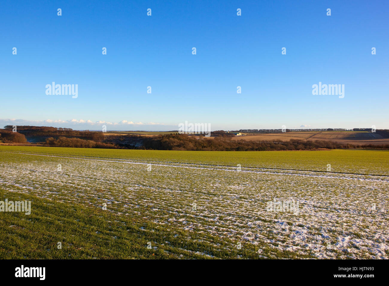 eine junge grüne Weizenernte mit eine leichte Decke von Schnee in Yorkshire Wolds Landschaft mit Wäldern, Hügeln und Hecken unter blauem Himmel im winter Stockfoto