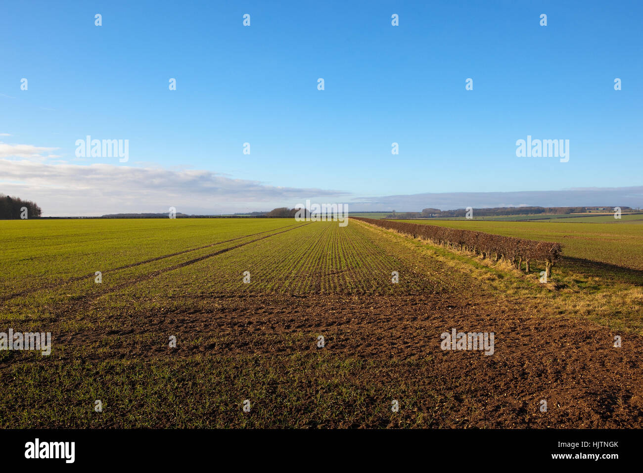 Ein Bereich der Sämling Getreidepflanzen durch eine Weißdorn Hecke in Yorkshire Wolds Landschaft unter blauem Himmel im winter Stockfoto