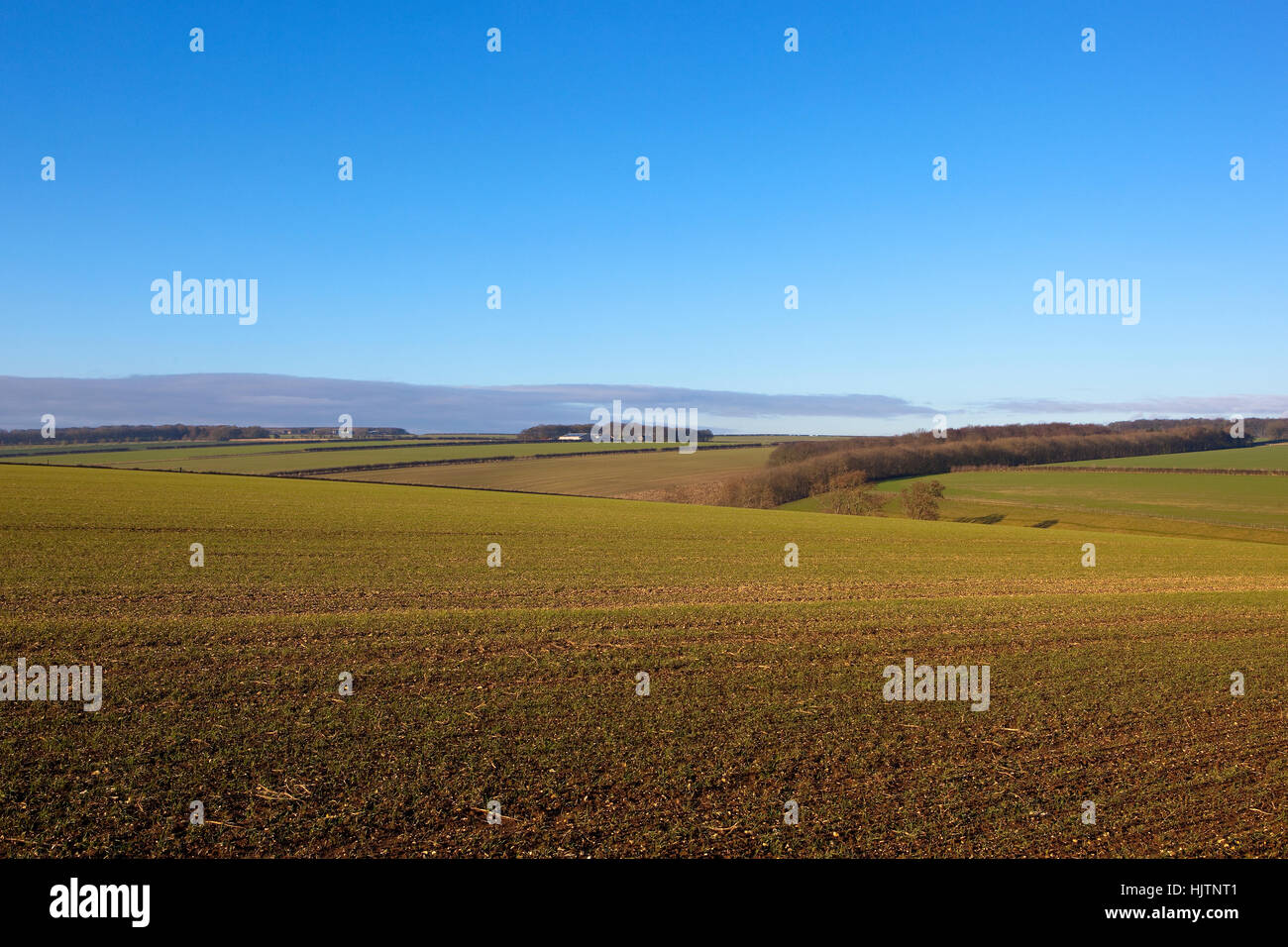 Hügelige Felder in den sanften Hügeln der Yorkshire Wolds mit Sämling Getreide und Hecken unter blauem Himmel im Winter. Stockfoto