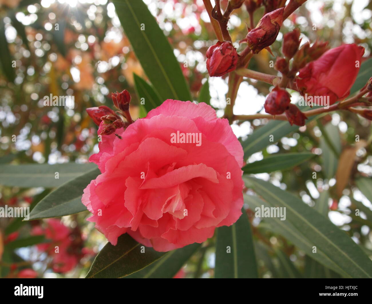 Oleander ist lebhaft Züchter in warmen subtropischen Regionen, wo es