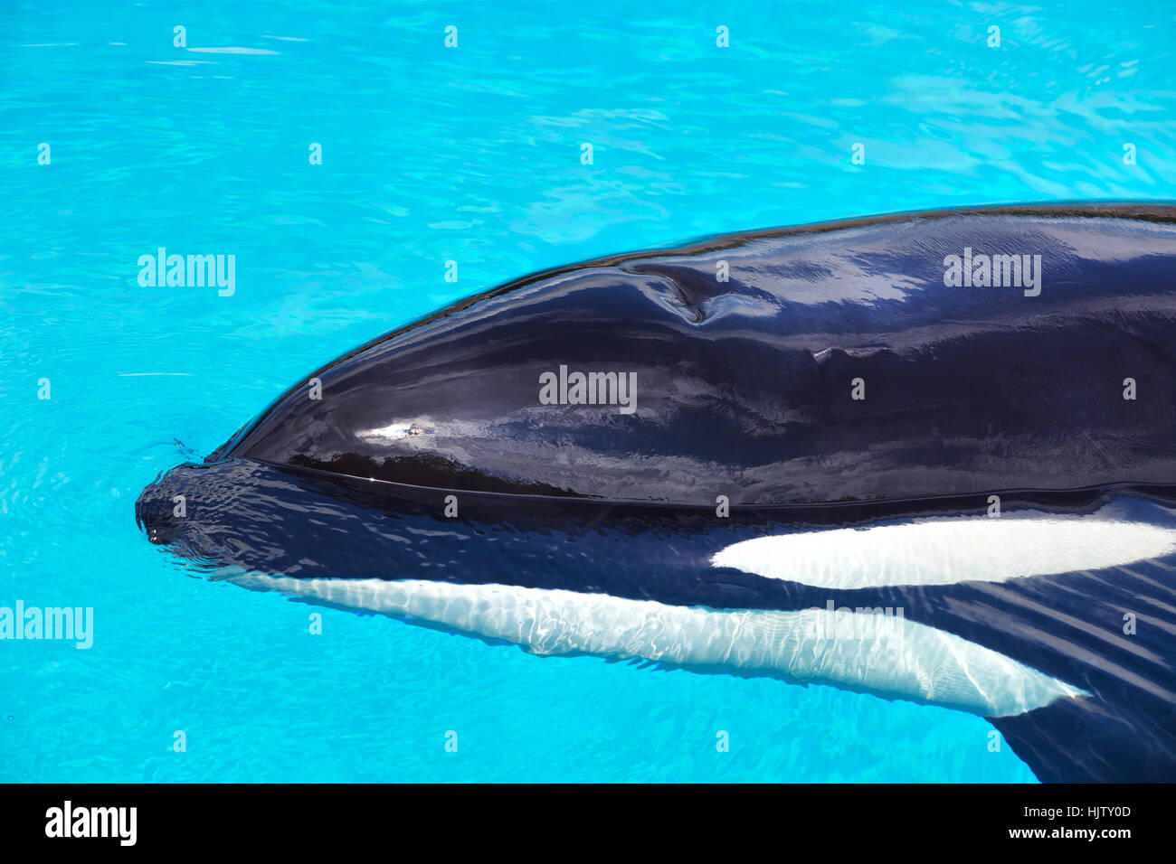 Großer Schwertwal Schwimmen im klaren blauen Wasser Stockfoto