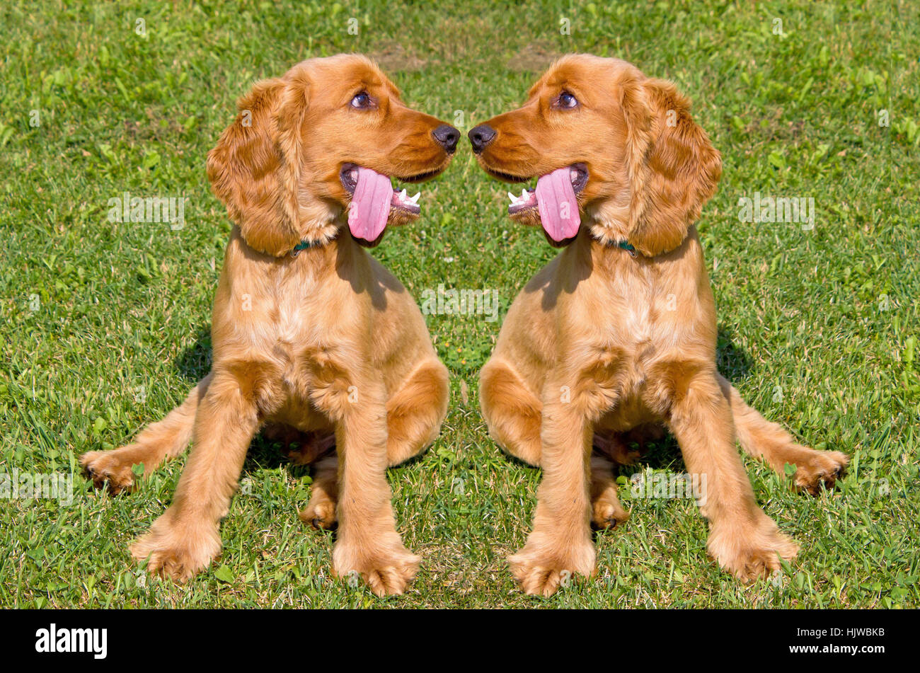 Zwei junge rote English Cocker Spaniel Hunde auf grünen Rasen Hintergrund Stockfoto