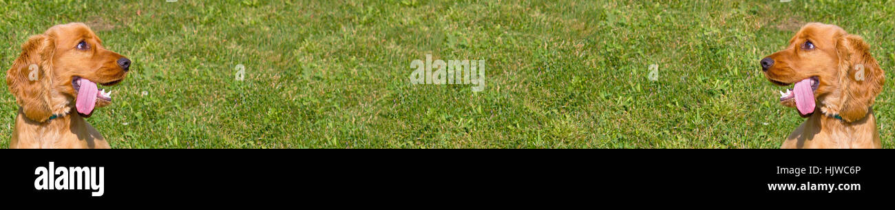 Cocker Spaniel breites Panorama mit Rasen Hintergrund (Anzeige Freundschaftsspiel) Stockfoto