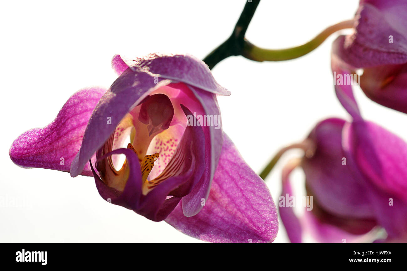 Orchidee Stockfoto