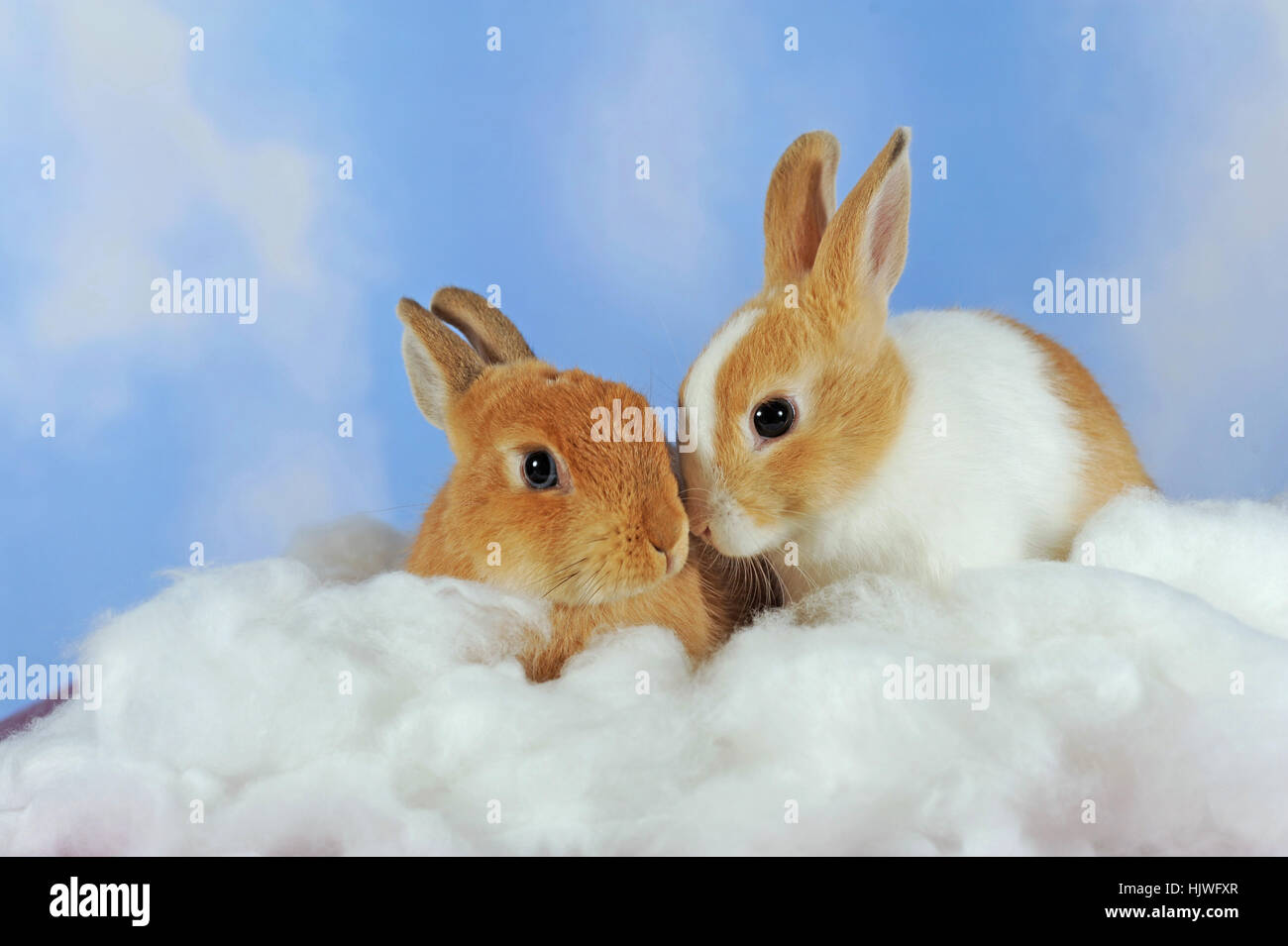 Weiß gefleckte und braune Erwachsene Zwergkaninchen sitzen in Baumwolle Stockfoto