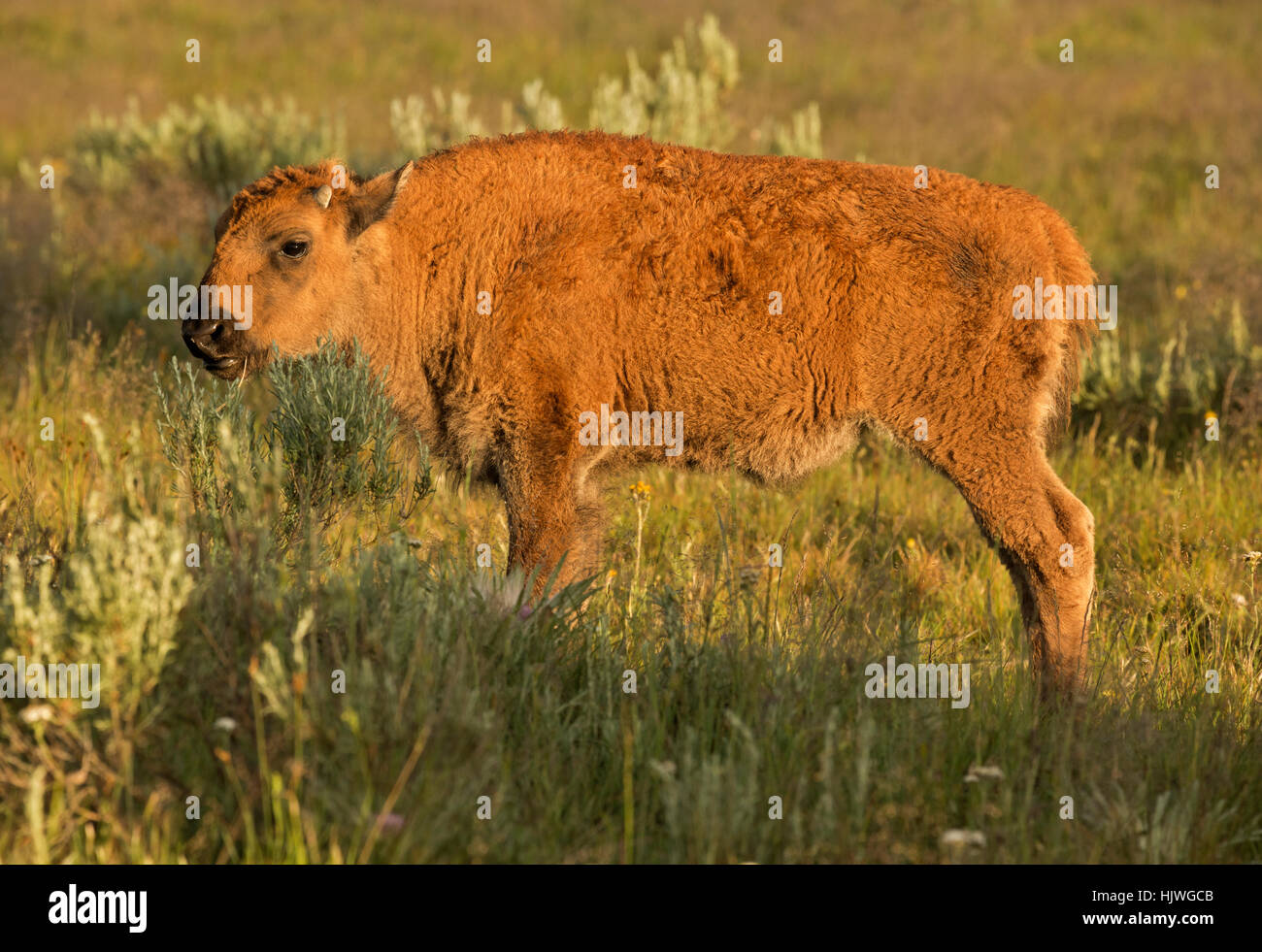 WA2165-00... WYOMING - ein roter Hund, (junge Bison), in das Hayden Valley des Yellowstone National Park. Stockfoto