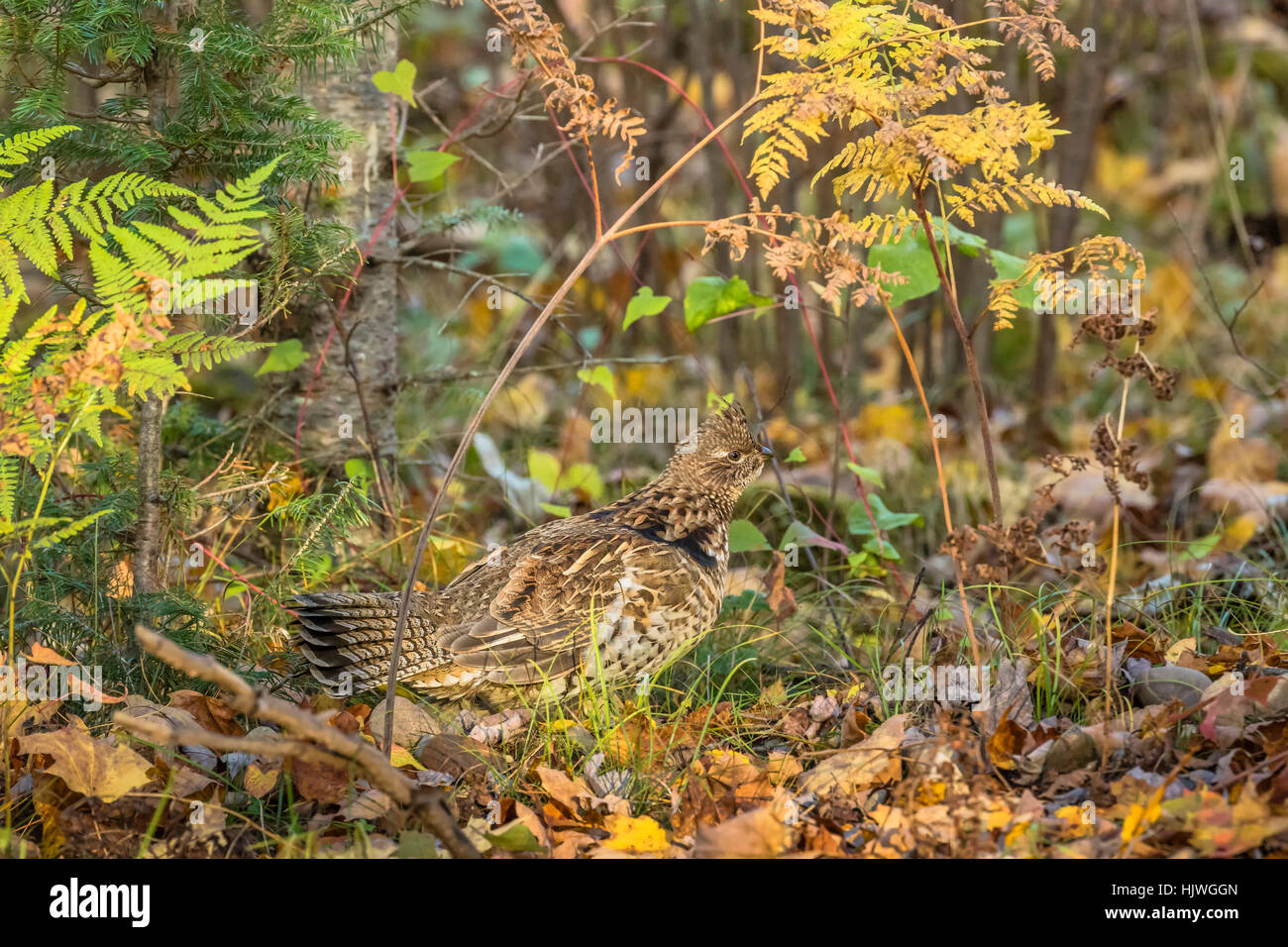 Ruffed grouse Stockfoto