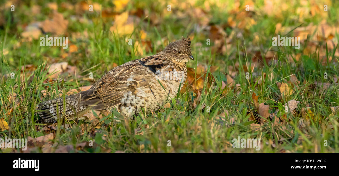 Ruffed grouse Stockfoto